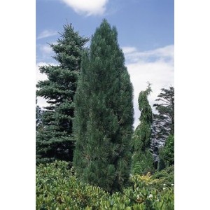 Pinus nigra 'Obelisk' / Must mänd 'Obelisk'
